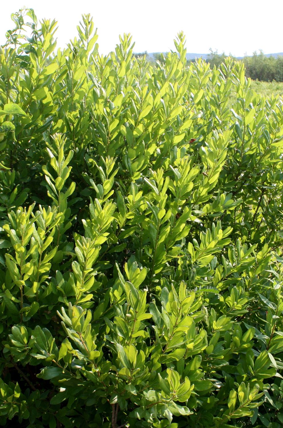 Myrica gale 'Sweet Gale' 2 gal