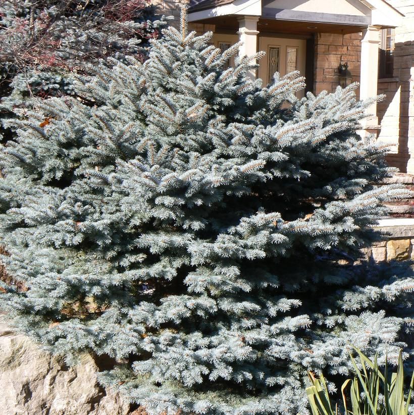 Blue Spruce &#39;Montgomery Dwarf&#39; 2 gal