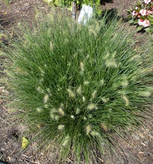 Fountain Grass &#39;Little Bunny&#39; 1 gal
