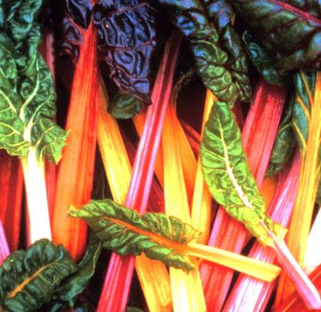 Swiss Chard 'Bright Lights' 2 cell pack