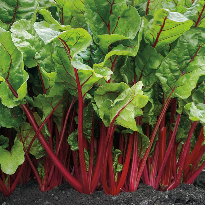 Swiss Chard &#39;Fire Fresh&#39; 2 cell pack