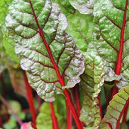 Swiss Chard &#39;Rhubarb&#39; - 2 Cell Pack