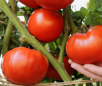 Tomato - 1 gal staked, Variety: Beefsteak