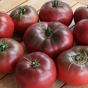 Tomato Cherokee Purple 4 cell pack