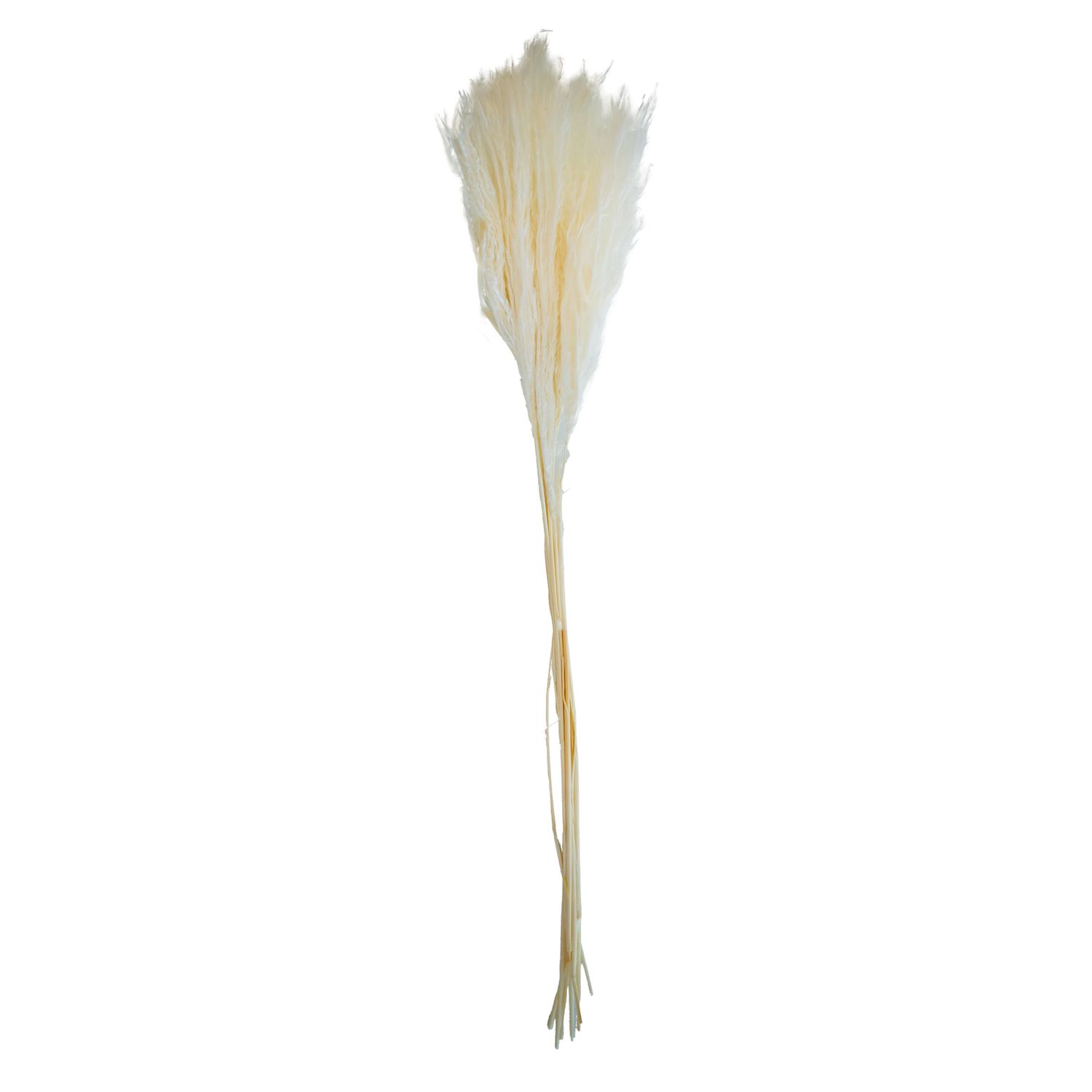 Pampas Grass - White 10pcs -55 cm