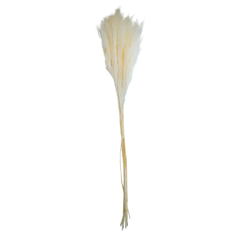 Pampas Grass - White 10pcs -55 cm