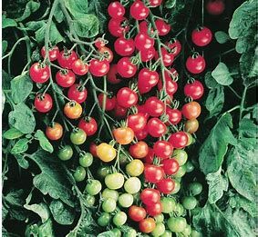 Tomato &#39;Super Sweet 100&#39; 4&quot;