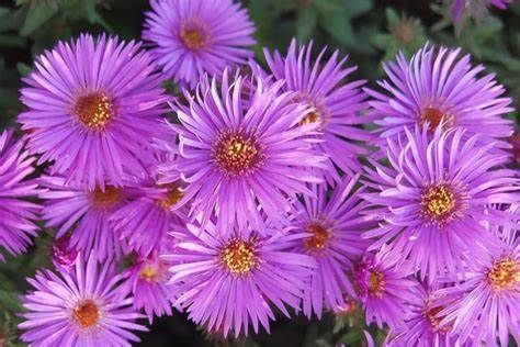 Perennial Aster 'Woods Purple' 4"