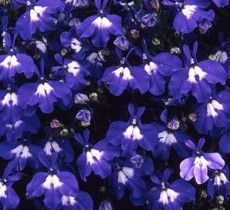 Lobelia - 4&quot; Hot Dark Blue