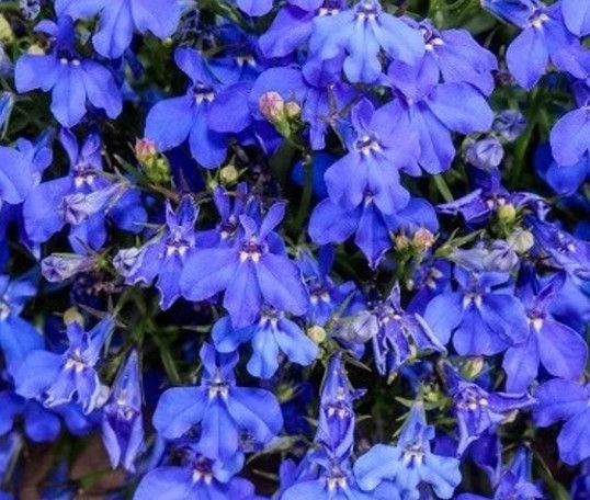 Lobelia - 4&quot; Hot Blue