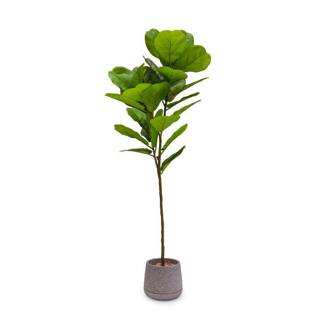 Faux Fig Pot - 80cm