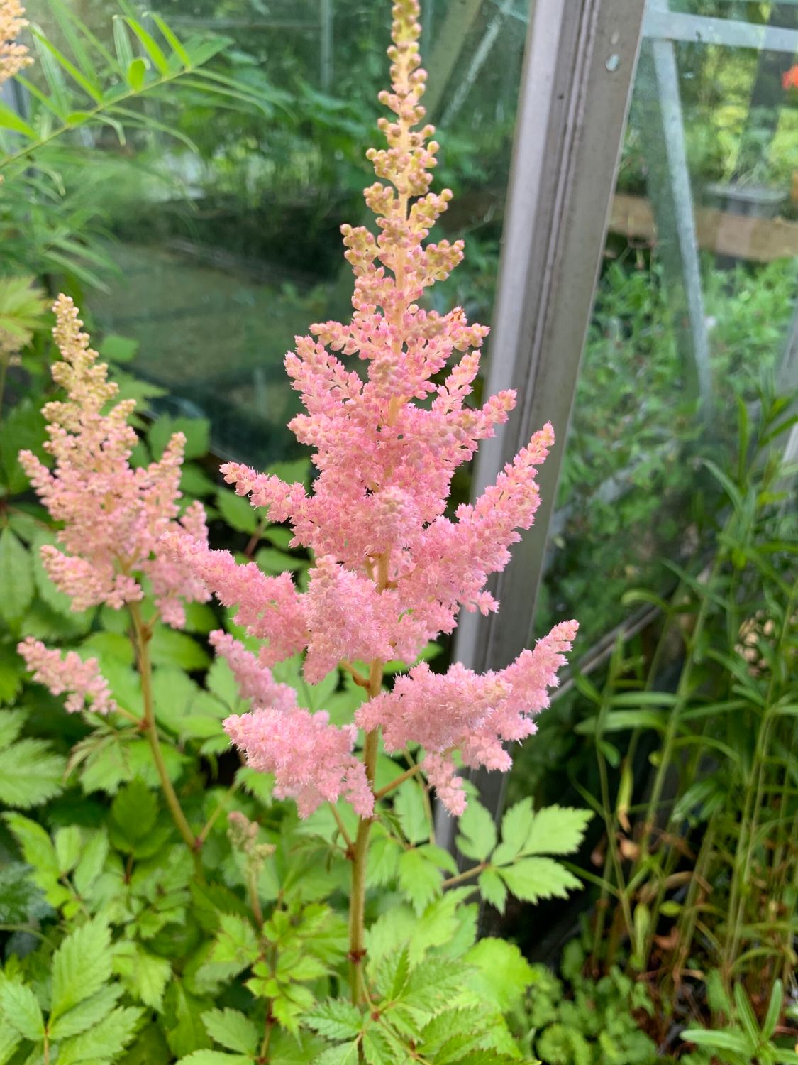 Astilbe &#39;Visions Inferno&#39; 1 gal
