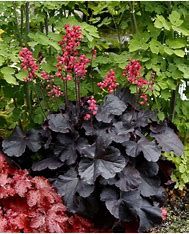 Coral Bells 'Heuchera Black Forest Cake' 1 gal