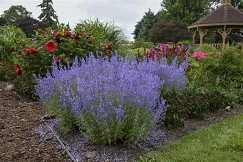 Russian Sage &#39;Perovskia Denim &#39;n Lace&#39; - 1 gal