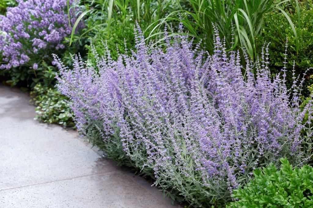 Russian Sage &#39;Perovskia Prime Time&#39; 1 gal