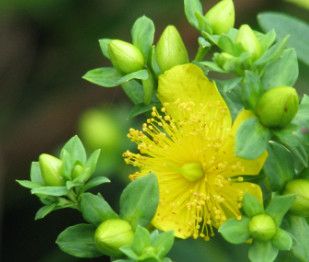 St. John's Wort 'Cobalt-n-Gold' Hypericum 2 gal