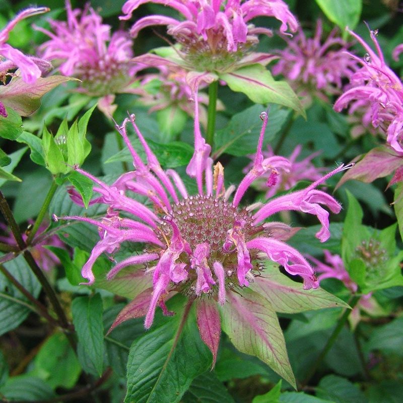 Beebalm &#39;Monarda Fistulosa Wild Bergomot&#39; 4&quot;