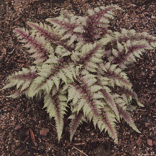 Fern - Japanese Painted &#39;Regal Red&#39; - 1 gal