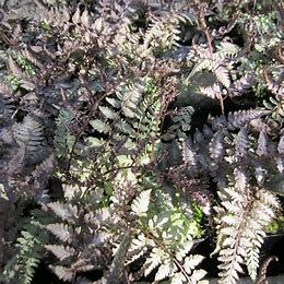 Fern - Japanese Painted  &#39;Metallicum&#39; 1 Gal