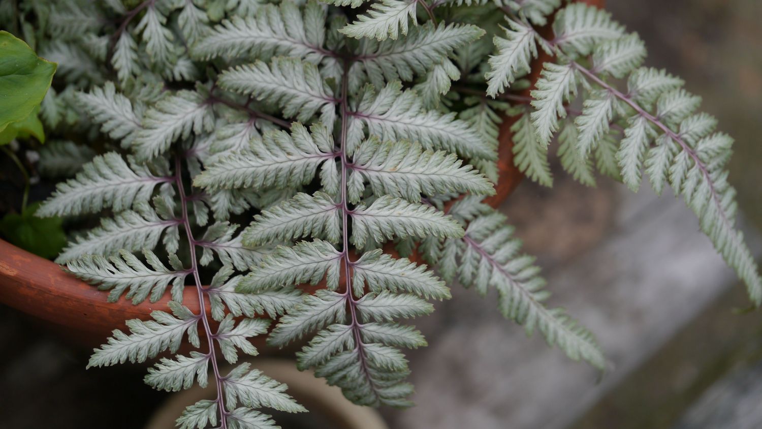 Fern - Japanese Painted  &#39;Silver Falls&#39; 1 Gal