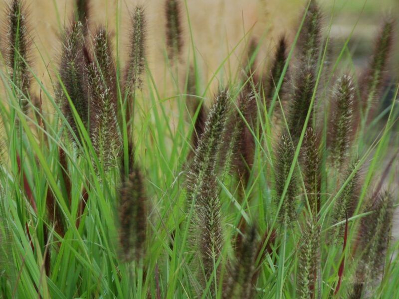 Fountain Grass &#39;Water to Wine&#39;, Size: 1 gal