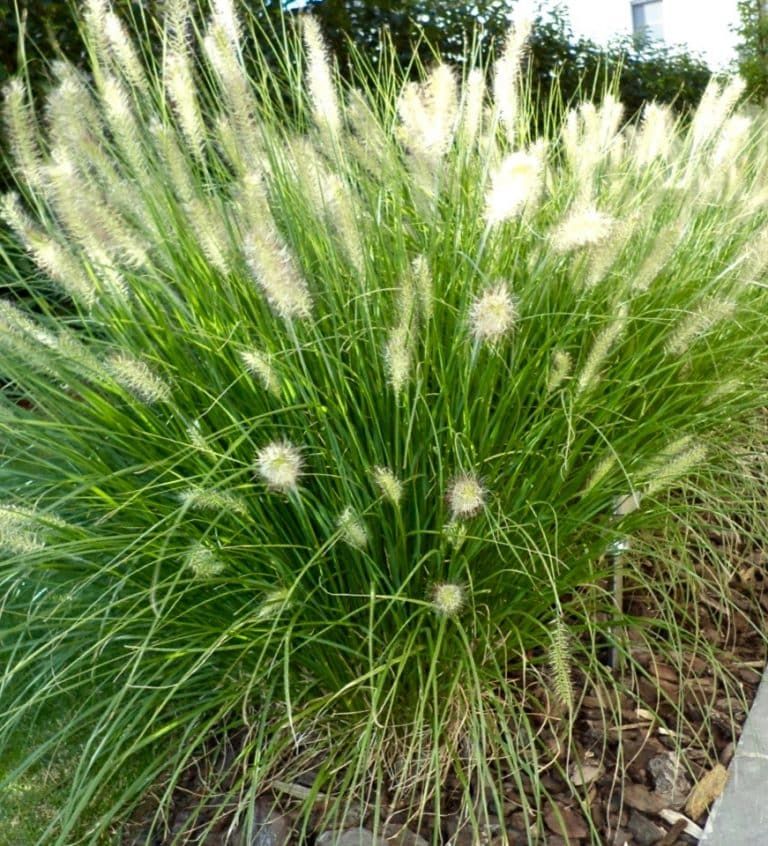 Dwarf Fountain Grass &#39;Pennisetum Hameln&#39; - 5 gal