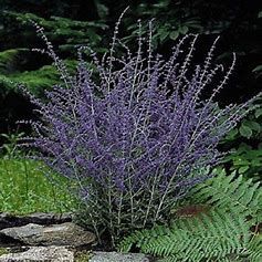 Russian Sage &#39;Perovskia Atriolicifolia&#39; - 4&quot;