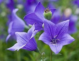 Balloon Flower - Twinkle Blue 1 gal