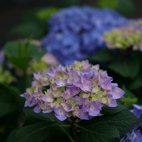 Hydrangea &#39;Let&#39;s Dance Rhythmic Blue PW&#39; - 3 gal