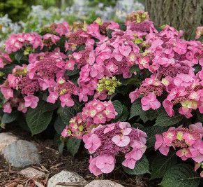 Hydrangea 'Pop Star' Endless Summer 3 gal