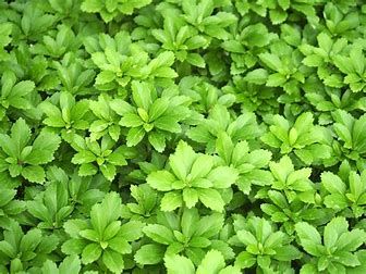 Spurge Green Carpet 1 qt