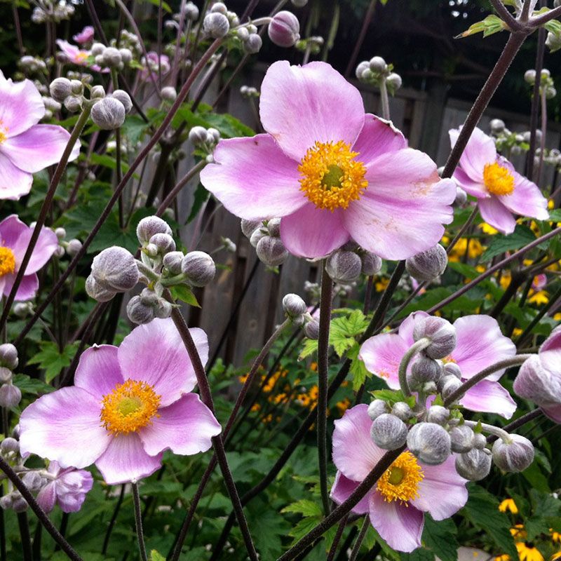 Japanese Anemone &#39;September Charm&#39; - 2 gal