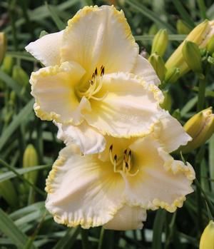 Daylily - Hemerocallis &#39;Marque Moon&#39; - 1 gal