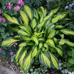 Hosta &#39;Rainbow&#39;s End&#39; - 2 gal