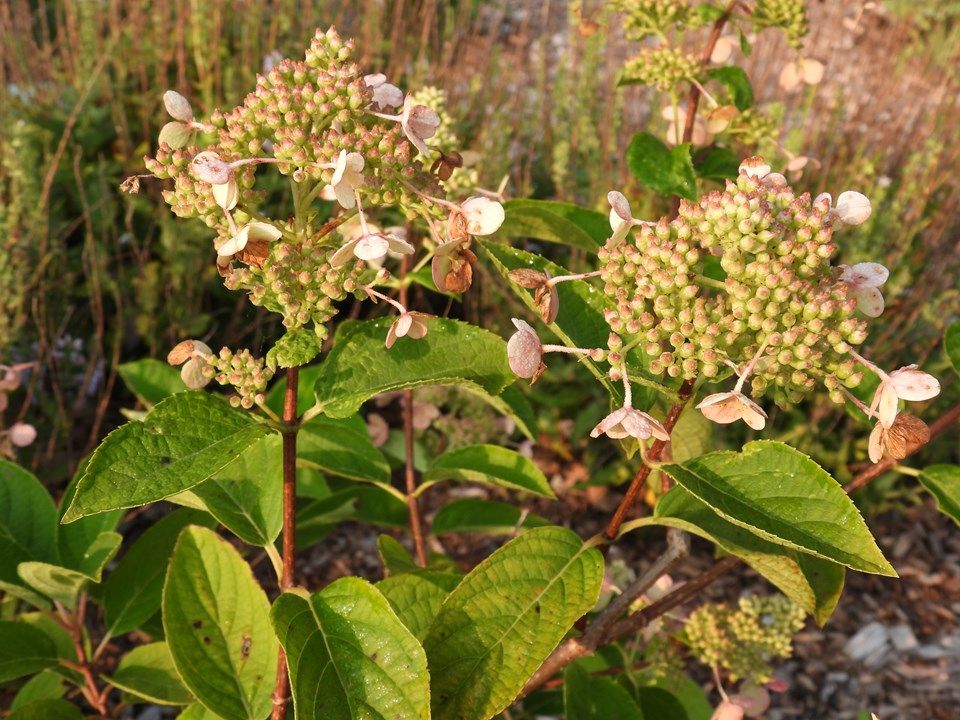Hydrangea 'Fire and Ice Wims Red' 3 gal