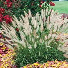 Dwarf Fountain Grass &#39;Hameln&#39; - 1 gal