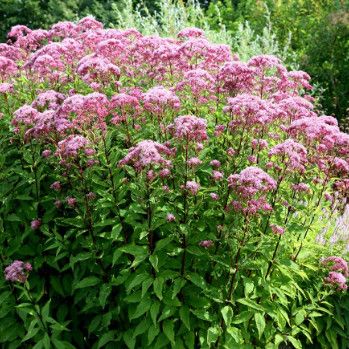Joe Pye Weed &#39;Tall Joe&#39; - 1 gal
