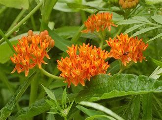 Aclepsias tuberosa &#39;Butterfly Weed&#39; 1 gal (native)