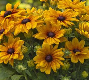 Sunbeckia &#39;Carolina&#39; 1 gal