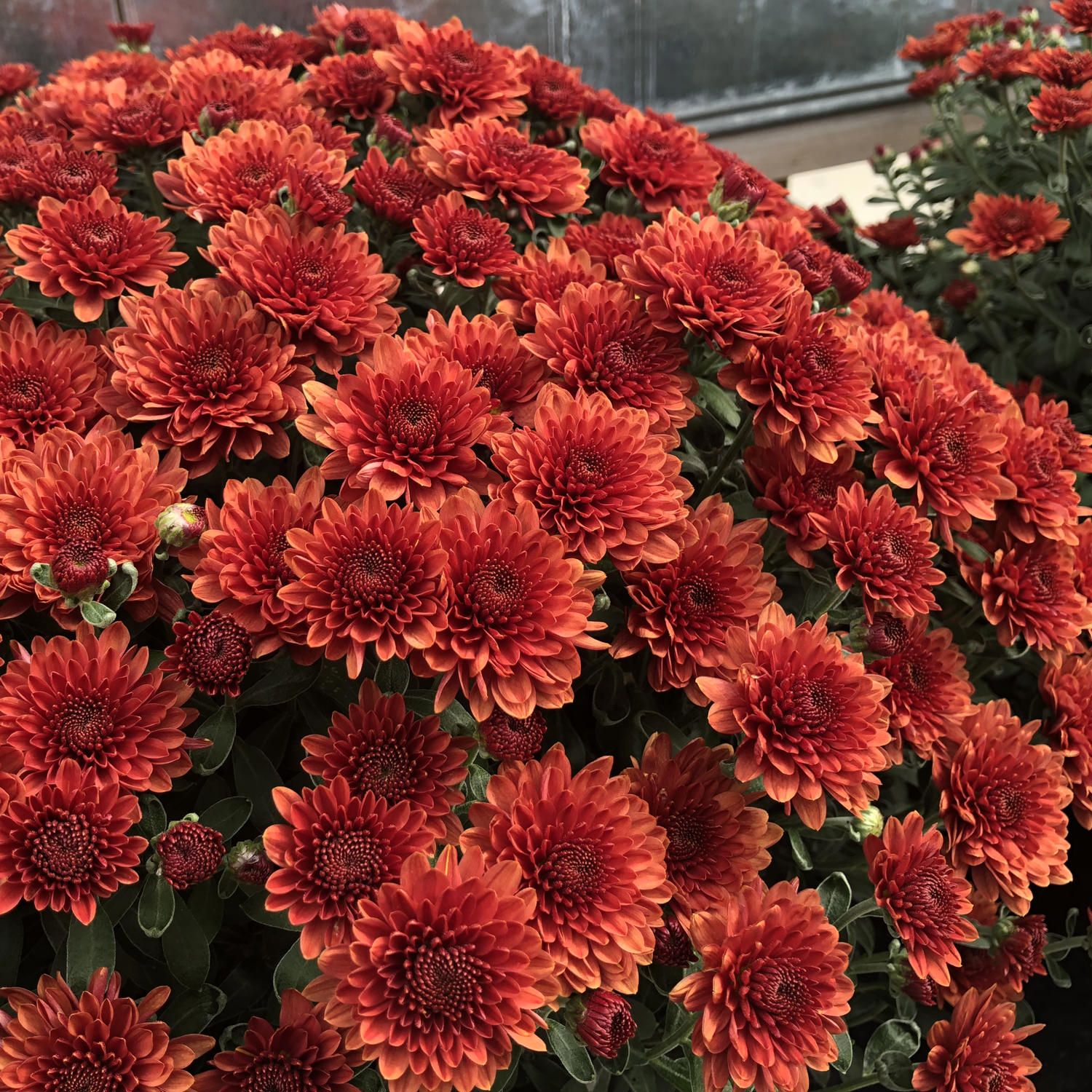 Fall Mum Fibre 12&quot; HB Paradiso Bronze