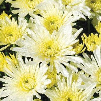 Fall Mum 6&quot; Starburst White