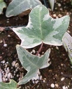 Ivy HB - 7&quot; Variegated Glacier
