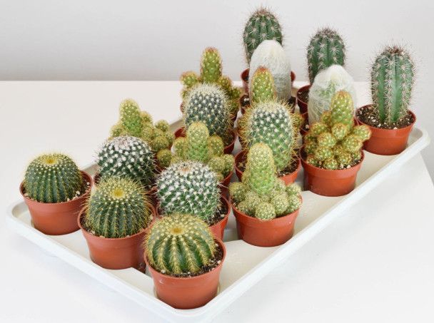 Cactus - 3.25&quot; Assorted