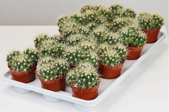 Cactus - 3.25&quot; Golden Barrel