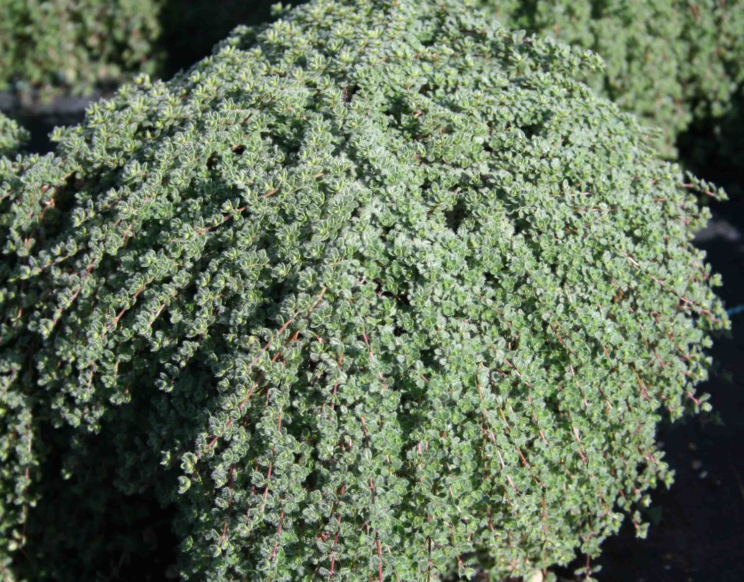 Thyme &#39;Woolly&#39; 1 gal