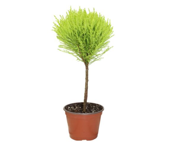 Goldcrest Topiary Standard 6" pot