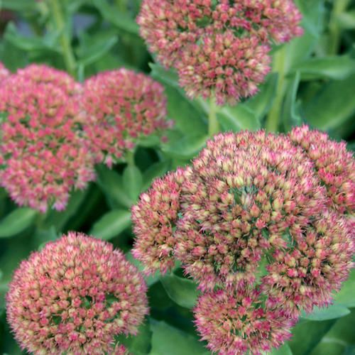 Stonecrop - Sedum &#39;Autumn Delight&#39; - 1 gal