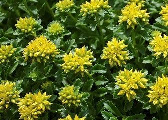 Stonecrop - Sedum &#39;Little Miss Sunshine&#39;, Size: 1 gal