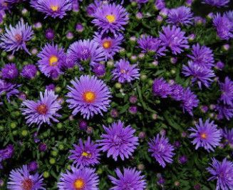 Fall Aster - 10&quot; Dragon