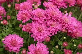 Fall Mum 14&quot; Pot Jacqueline Pink